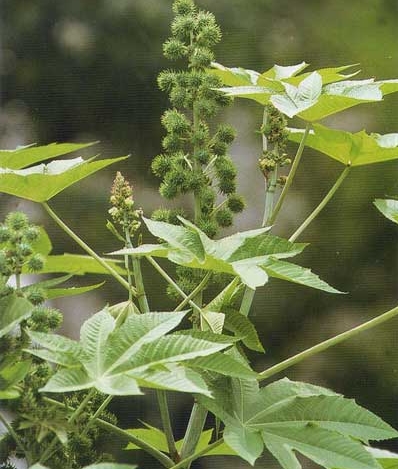 Castor seed